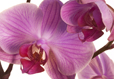 Orchid Emergence